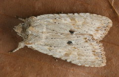 Lithophane signosa