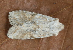 Lithophane bethunei