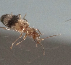 Notoxus calcaratus