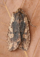 Lithophane hemina