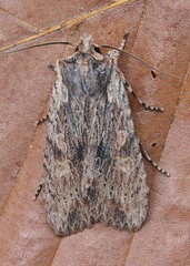 Lithophane hemina