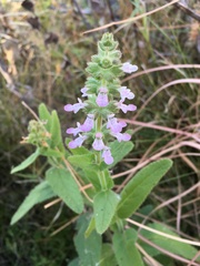 Stachys stricta