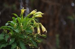 Siphocampylus giganteus