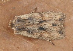 Lithophane signosa