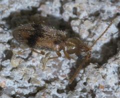 Notoxus desertus