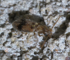 Notoxus desertus