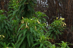 Siphocampylus giganteus