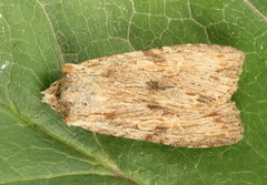 Lithophane hemina