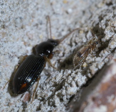 Notoxus desertus