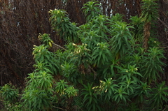 Siphocampylus giganteus