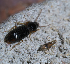 Notoxus desertus