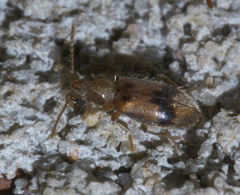 Notoxus desertus
