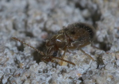Notoxus desertus