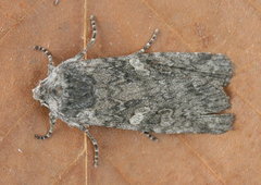 Lithophane antennata