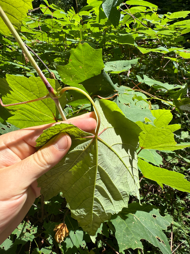 Bailey's grape (Vitis cinerea)