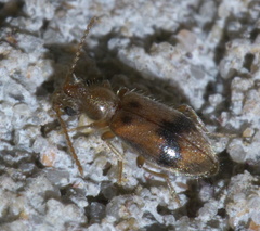Notoxus desertus