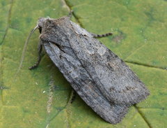 Lithophane antennata