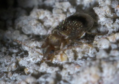 Notoxus desertus