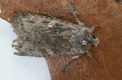 Lithophane antennata