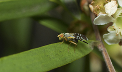 Spathulina acroleuca