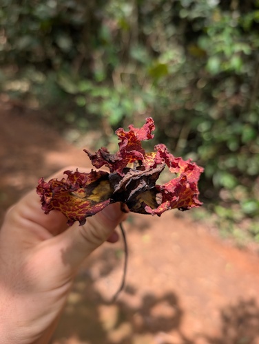 Monodora myristica, photograph 3