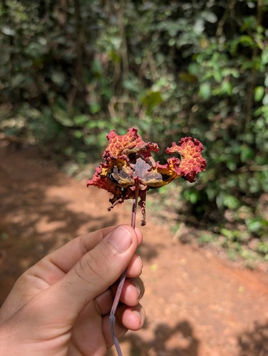 African Nutmeg (Monodora myristica)