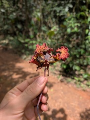 Calabash Nutmeg (Monodora myristica)