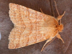 Pyreferra hesperidago