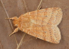 Pyreferra hesperidago