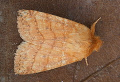 Pyreferra hesperidago