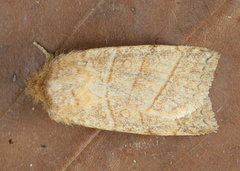 Pyreferra citrombra
