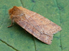 Pyreferra ceromatica