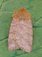 Pyreferra ceromatica