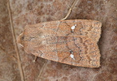 Eupsilia vinulenta
