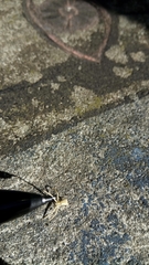 Uraarachne runcinioides