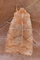 Eupsilia vinulenta