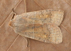 Eupsilia vinulenta