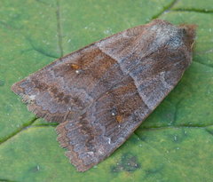 Eupsilia vinulenta
