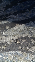 Uraarachne runcinioides