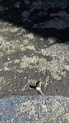 Uraarachne runcinioides