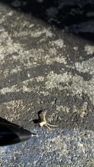 Uraarachne runcinioides