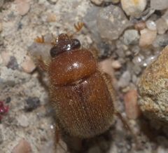 Parochodaeus duplex