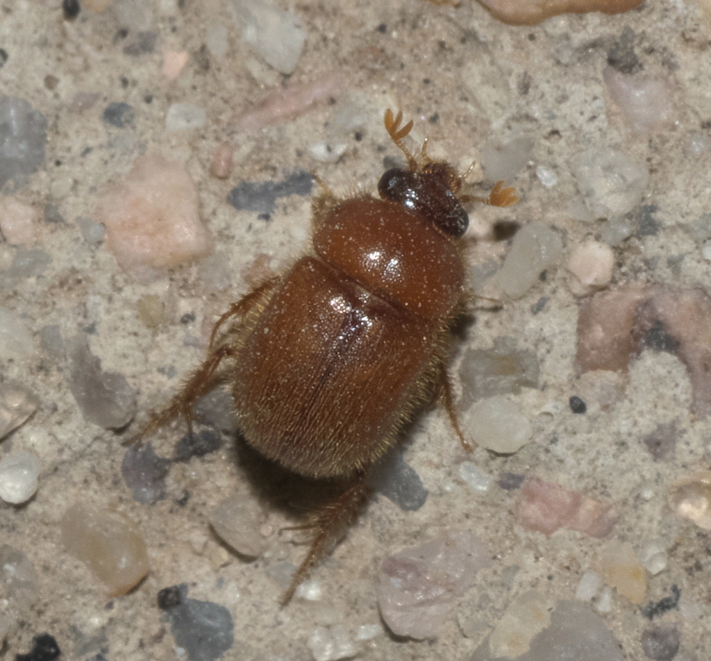Parochodaeus duplex