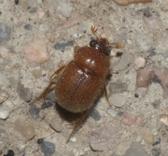 Parochodaeus duplex