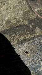 Uraarachne runcinioides