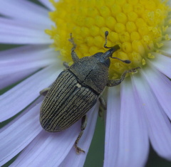 Odontocorynus