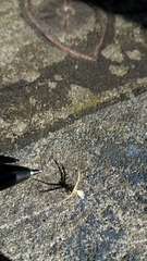 Uraarachne runcinioides