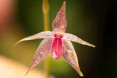 Platystele consobrina, photograph (c) Daniel Mesa, some rights reserved (CC BY)