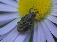 Odontocorynus