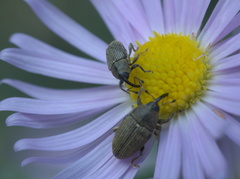 Odontocorynus